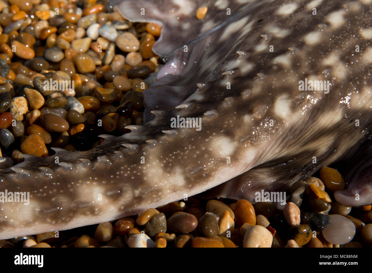 Un Thornback ray pris pêche côtière à partir de la plage de Chesil dans Dorset avant d'être libérés vivants montrant des épines ou crampons sur sa queue. Thor Banque D'Images