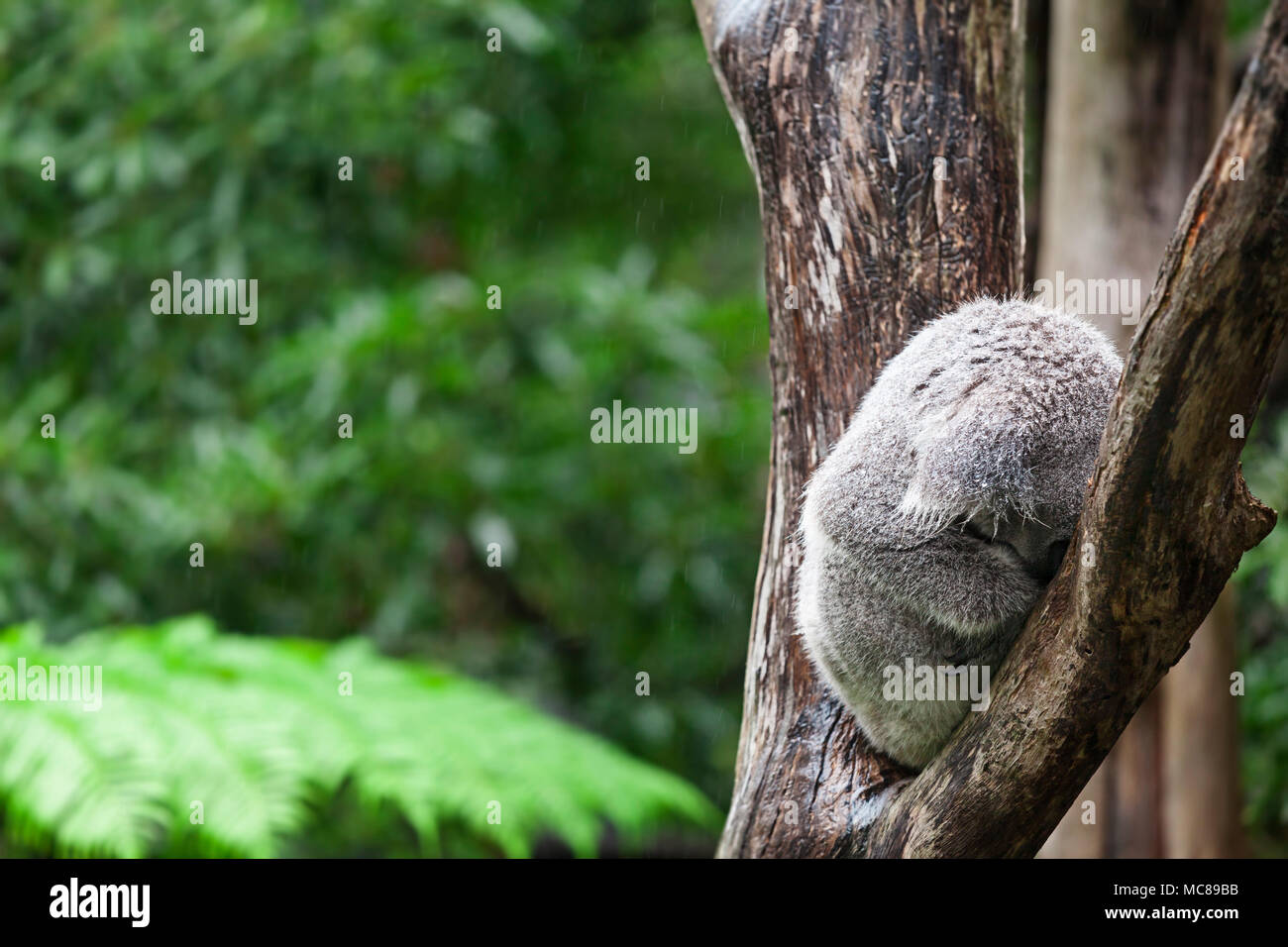 Koala dans la pluie Banque D'Images