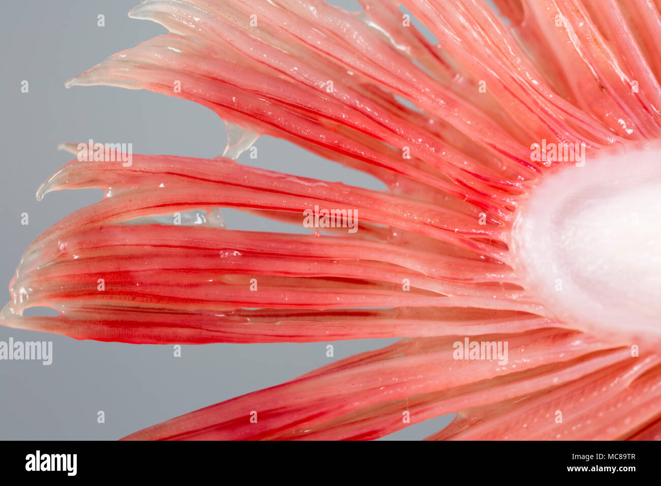 Un gros plan montrant les filaments branchiaux, ou des lamelles branchiales, d'un arc-en-ciel Truite capturée sur un réservoir de pêche à la mouche dans le Dorset England UK GB. Banque D'Images Un gros plan montrant les filaments branchiaux, ou des lamelles branchiales, d'un arc-en-ciel Truite capturée sur un réservoir de pêche à la mouche dans le Dorset England UK GB. Banque D'Images