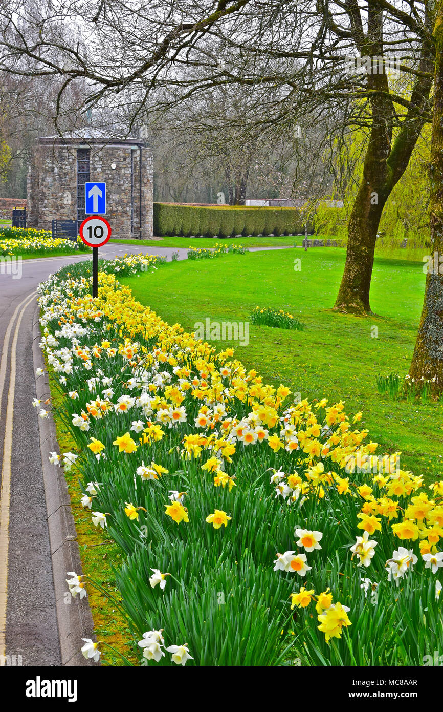 Belles fleurs jonquille dans des frontières au crématorium Coychurch bâtiments, près de Bridgend, S.Wales. Principaux bâtiments à l'arrière. Banque D'Images