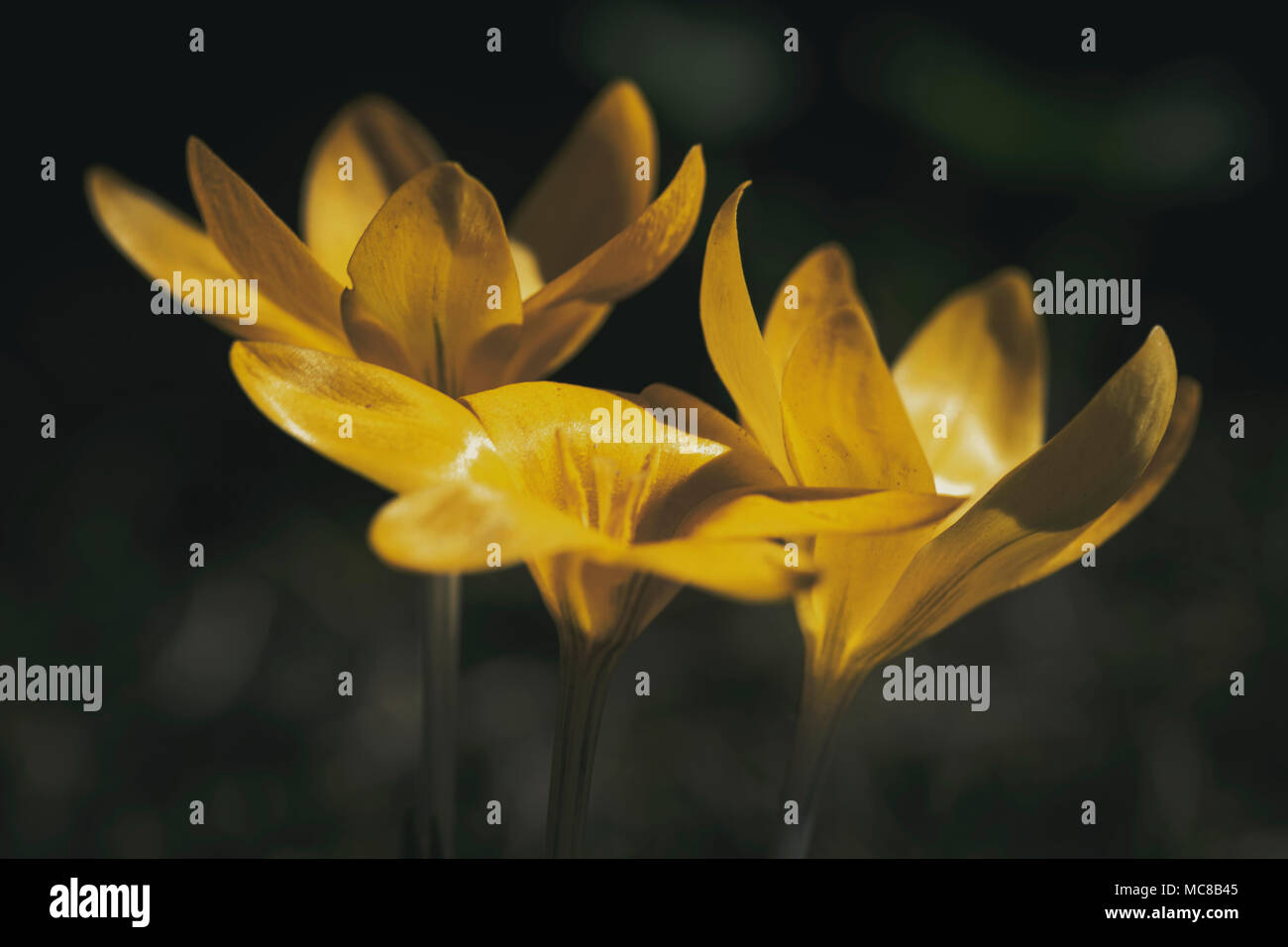 Trois printemps crocus Banque D'Images