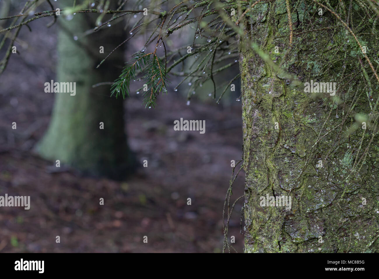 Détails de l'écorce des arbres dans le bois Banque D'Images