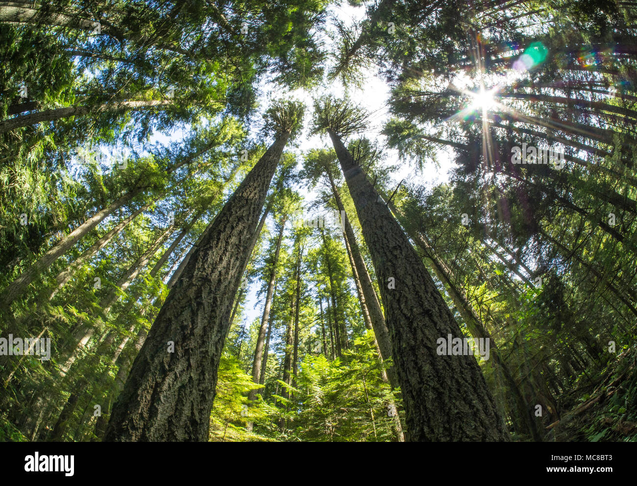 Une perspective fisheye d'une forêt ensoleillée Banque D'Images