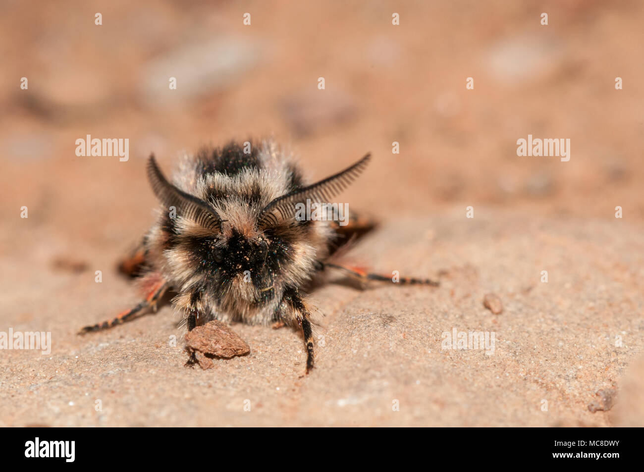 Vue rapprochée, lépidoptères, Parasemia plantaginis Tiger Wood, Matadepera, Catalogne Banque D'Images