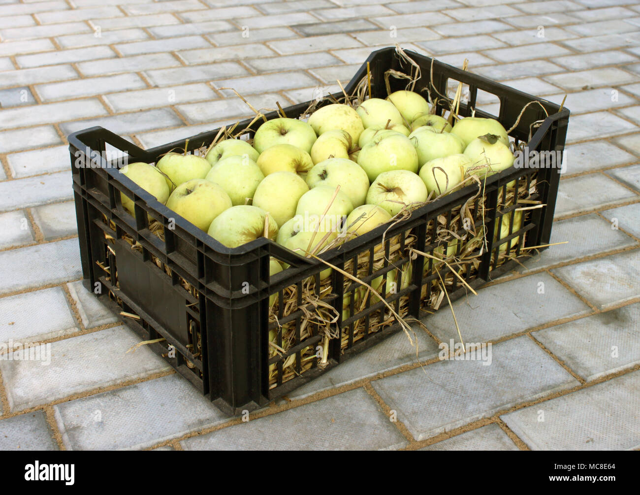 Arbre généalogique de pommes et de se coucher sur la paille dans une boîte en plastique Banque D'Images