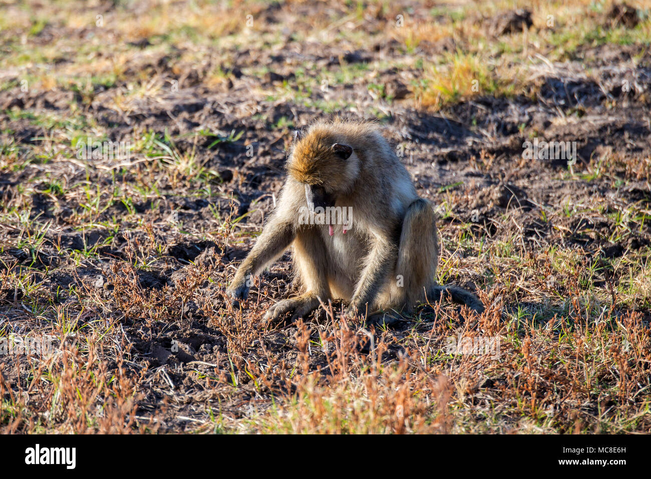 Jaune femelle babouin (PAPIO CYNOCEPHALUS) ASSIS SUR LE SOL, EN ZAMBIE Banque D'Images
