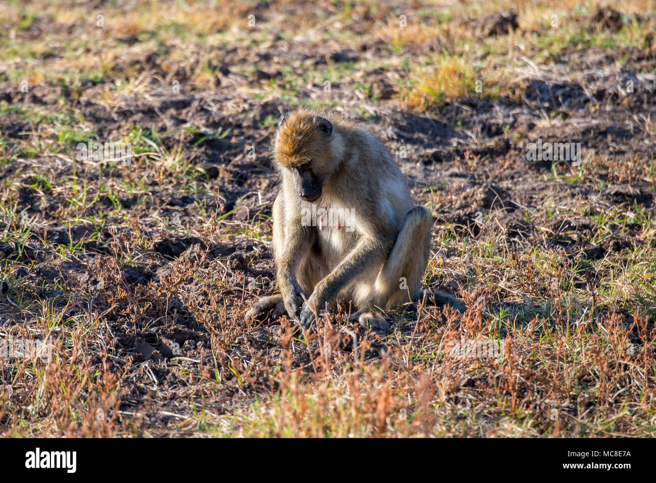 Jaune femelle babouin (PAPIO CYNOCEPHALUS) ASSIS SUR LE SOL, EN ZAMBIE Banque D'Images