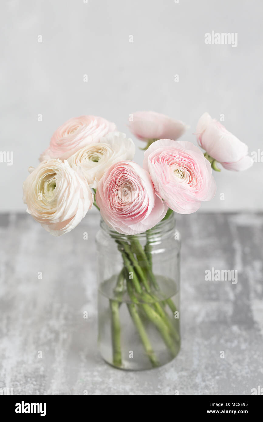 Renoncule de Perse en vases de verre. Bouquet de renoncules roses fleurs  fond clair. Fond d'écran Photo Stock - Alamy