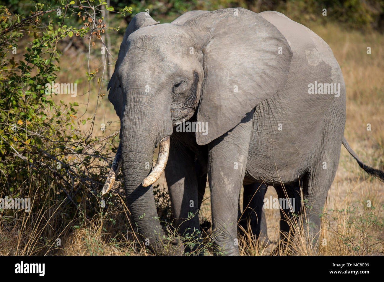 L'éléphant africain (Loxodonta africana) se nourrissant sur des arbres, dans la savane, Zambie Banque D'Images