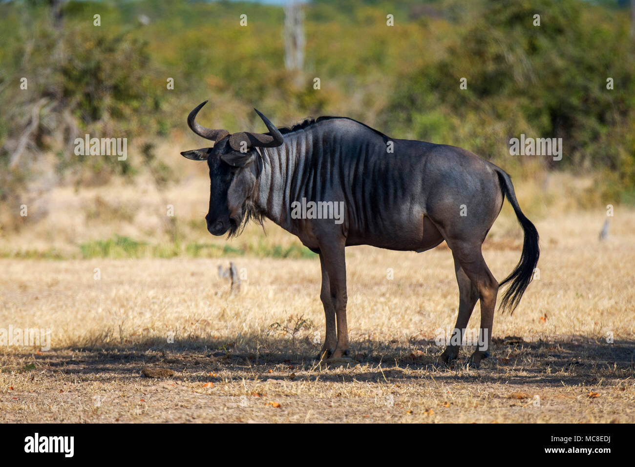 Le Gnou bleu (Connochaetes taurinus) debout dans l'OMBRE EN SAVANE, Zambie Banque D'Images