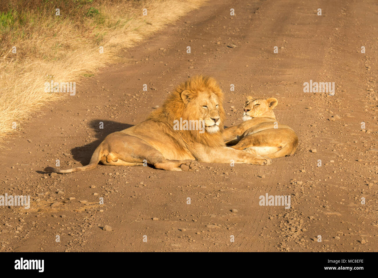 EAST AFRICAN LION ET LIONNE (Panthera leo MELANOCHAITA) FIXANT ROAD AU COUCHER DU SOLEIL, la NGORONGORO CONSERVATION AREA, TANZANIA Banque D'Images