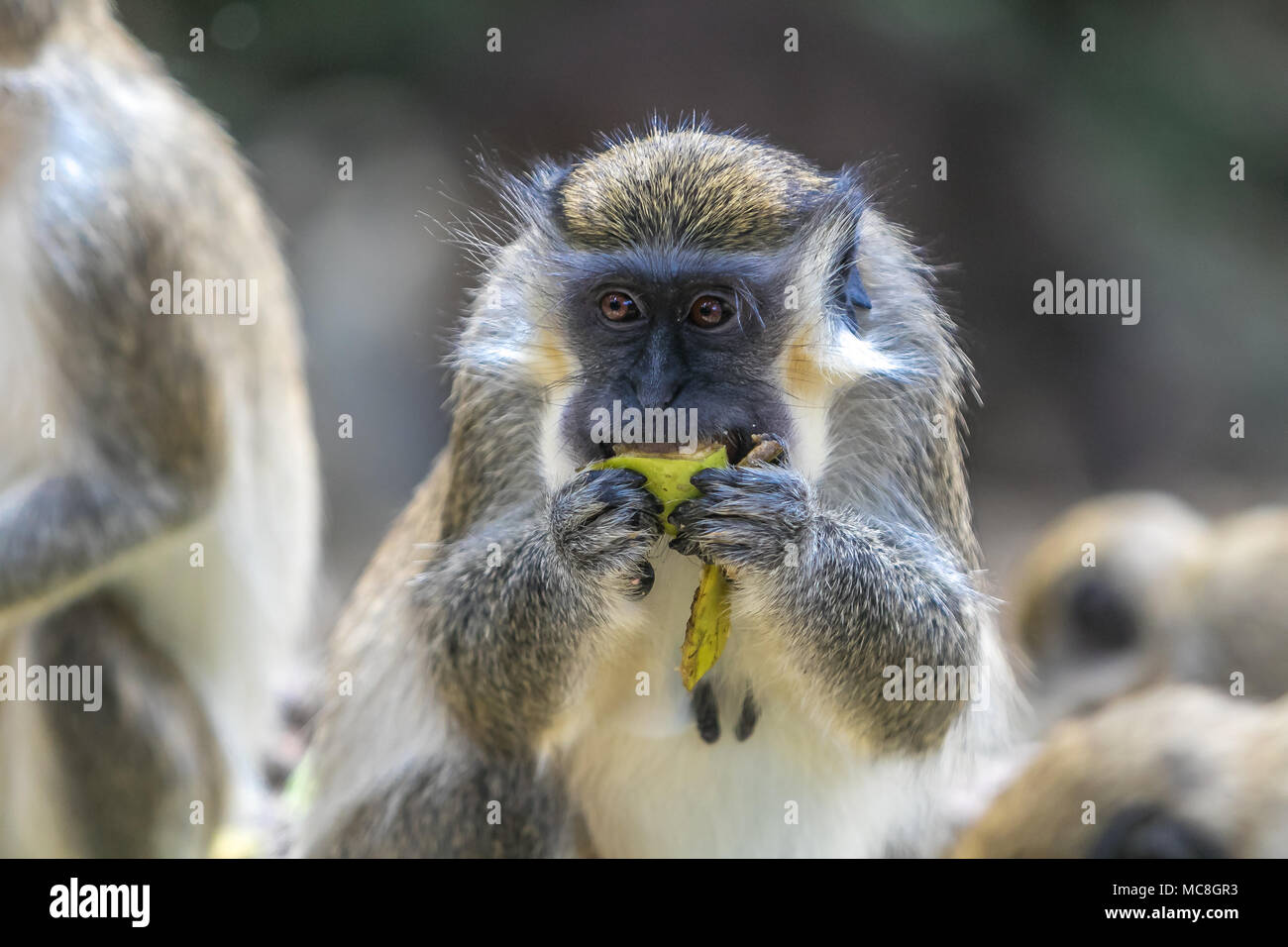 [Singe vert Chlorocebus sabaeus] de manger. Réserve animalière de la Barbade. Banque D'Images