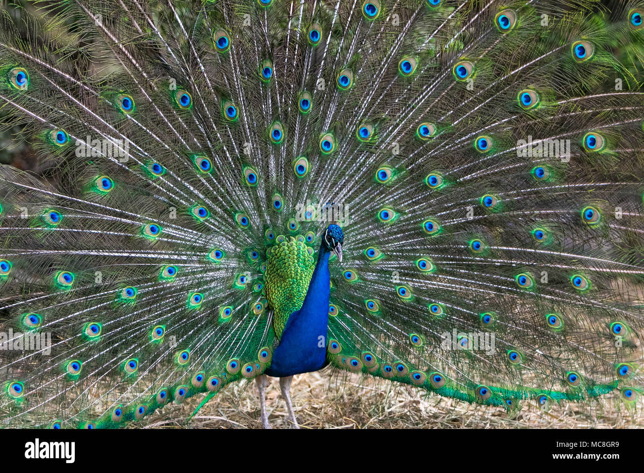 Belle [Pavo cristatus paon] avec sa queue s'est ouverte. Réserve animalière de la Barbade. Banque D'Images