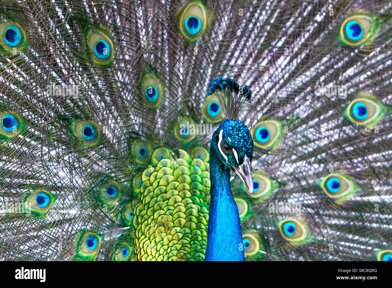 Belle [Pavo cristatus paon] avec sa queue s'est ouverte. Réserve animalière de la Barbade. Banque D'Images