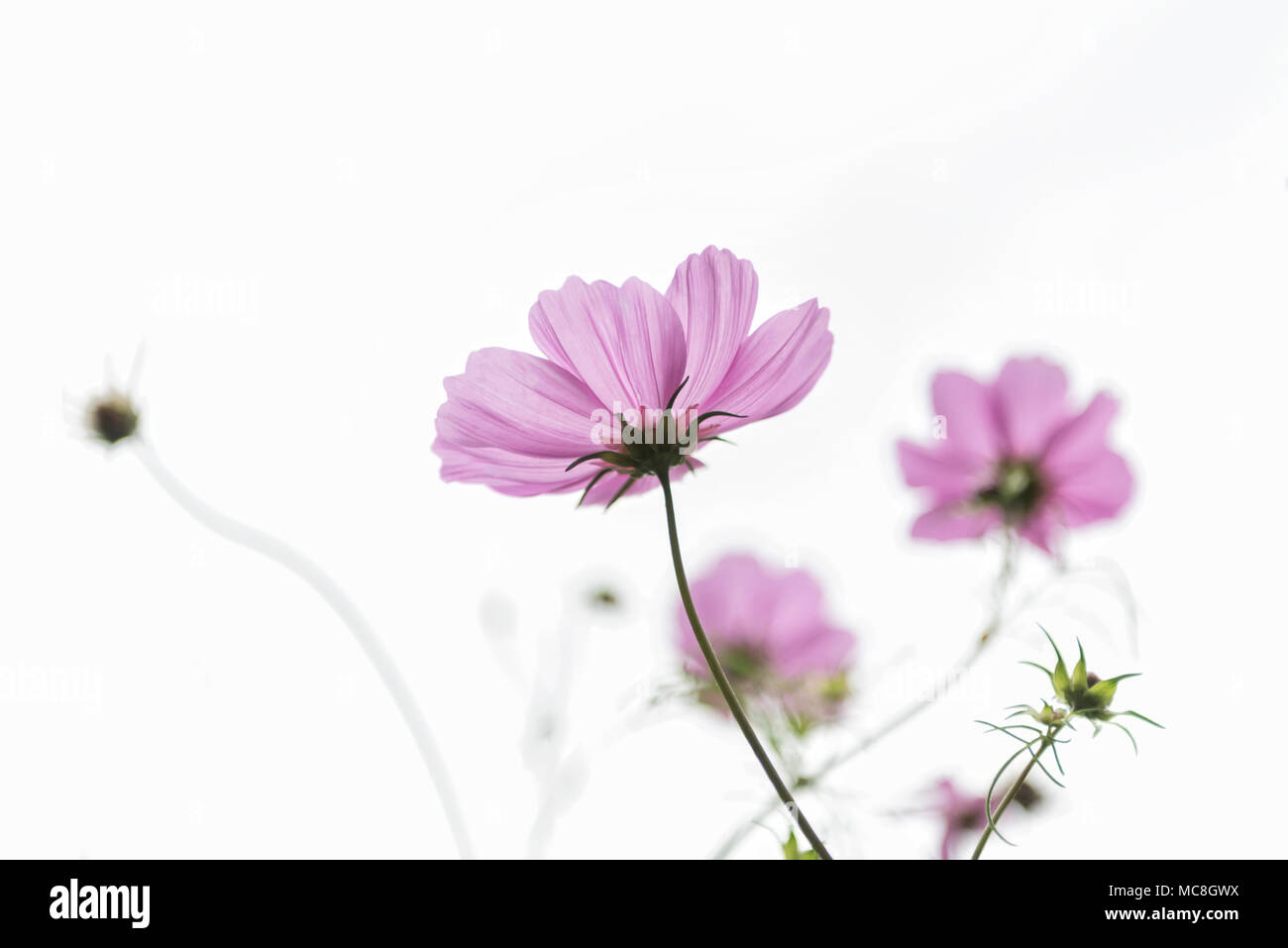Cosmos rose Fleurs Banque D'Images