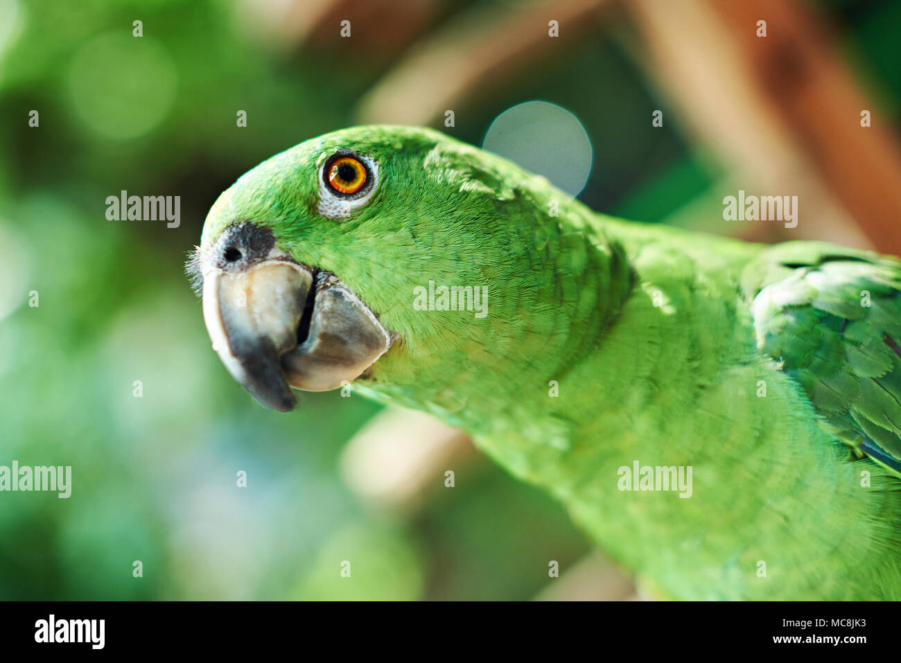 Tête de perroquet vert à la caméra en gros plan sur fond flou Banque D'Images