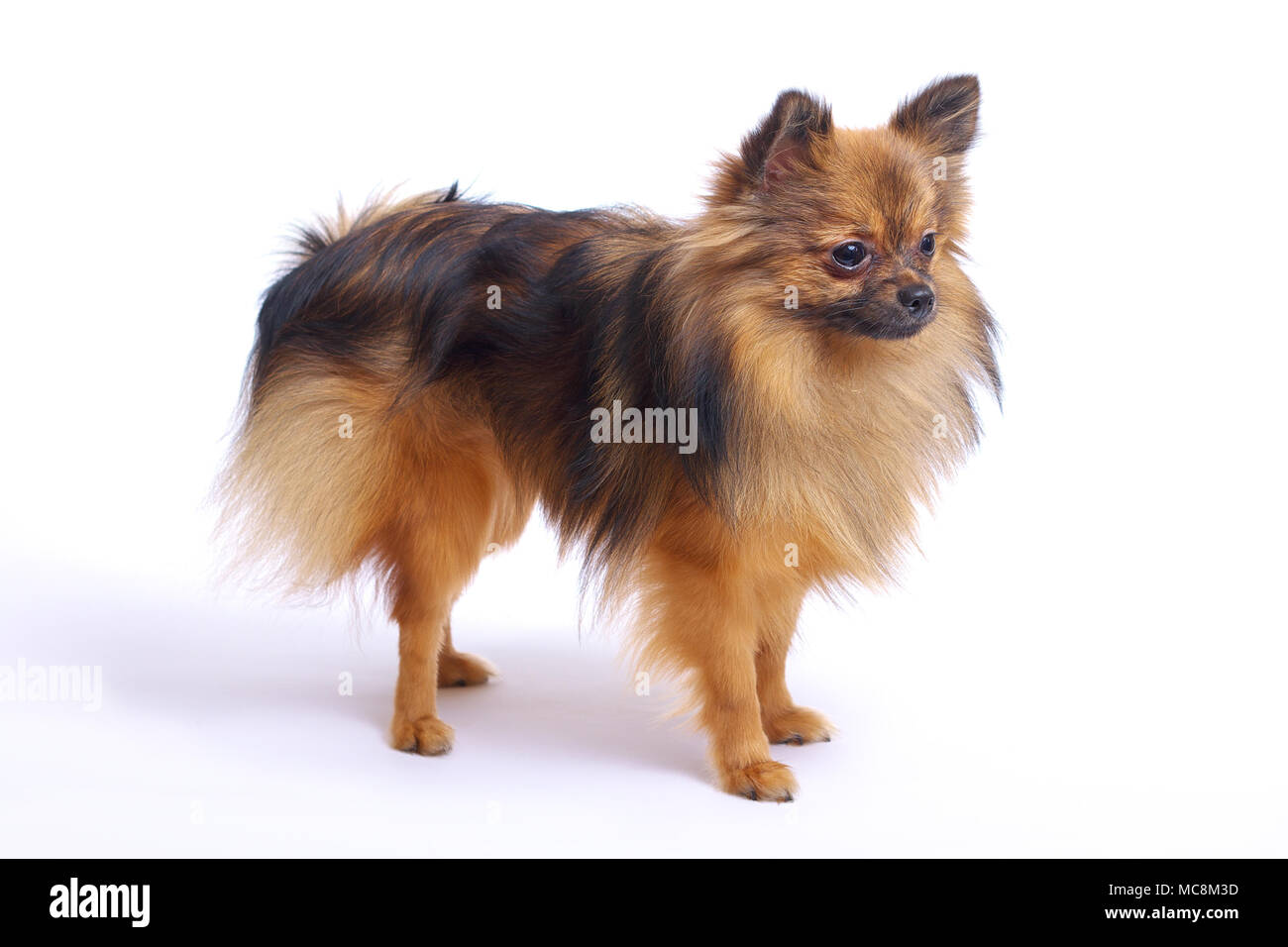 Un Petit Chien Pomeranian Est De Profil Sur Un Fond Blanc