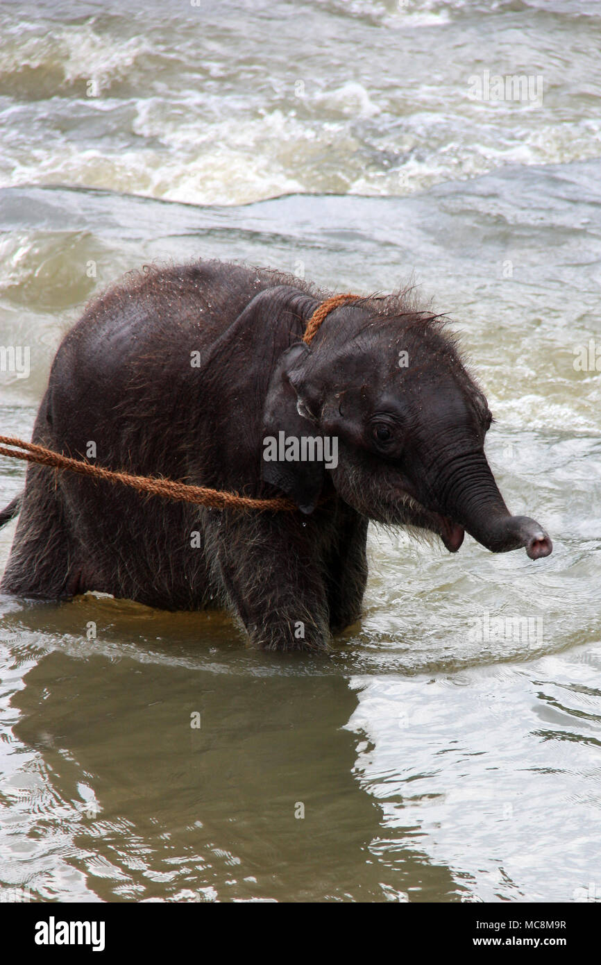 Cute Baby Elephant prendre un bain à l'Orphelinat Pinnawala Elephant au Sri Lanka Banque D'Images