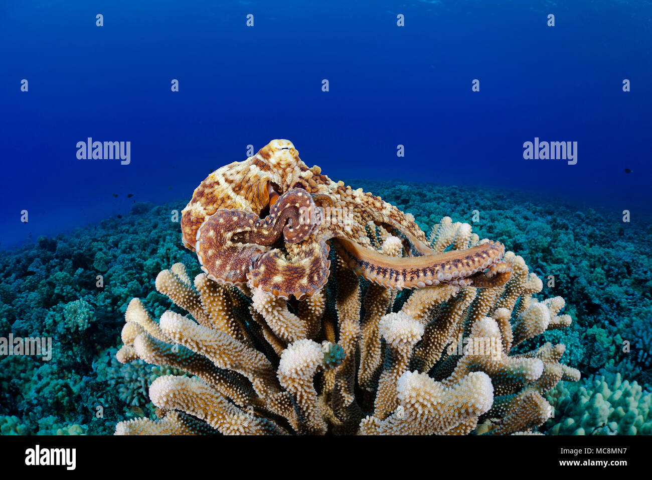 Un jour, le poulpe, Octopus cyanea, donne sur le récif, perchée sur un socle de bois de corail, Hawaii. Banque D'Images