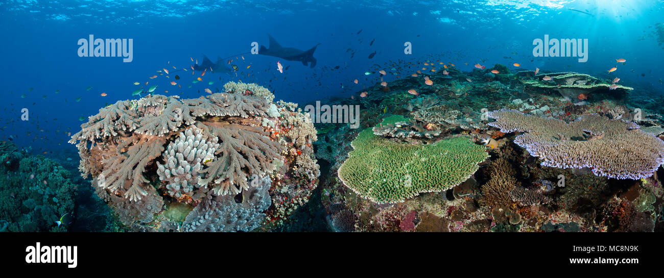 Coral Table, la scolarisation anthias et deux raies manta reef scène indonésienne ce remplissage. Crystal Bay, Nusa Penida, île de Bali, Indonésie, l'océan Pacifique. E Banque D'Images