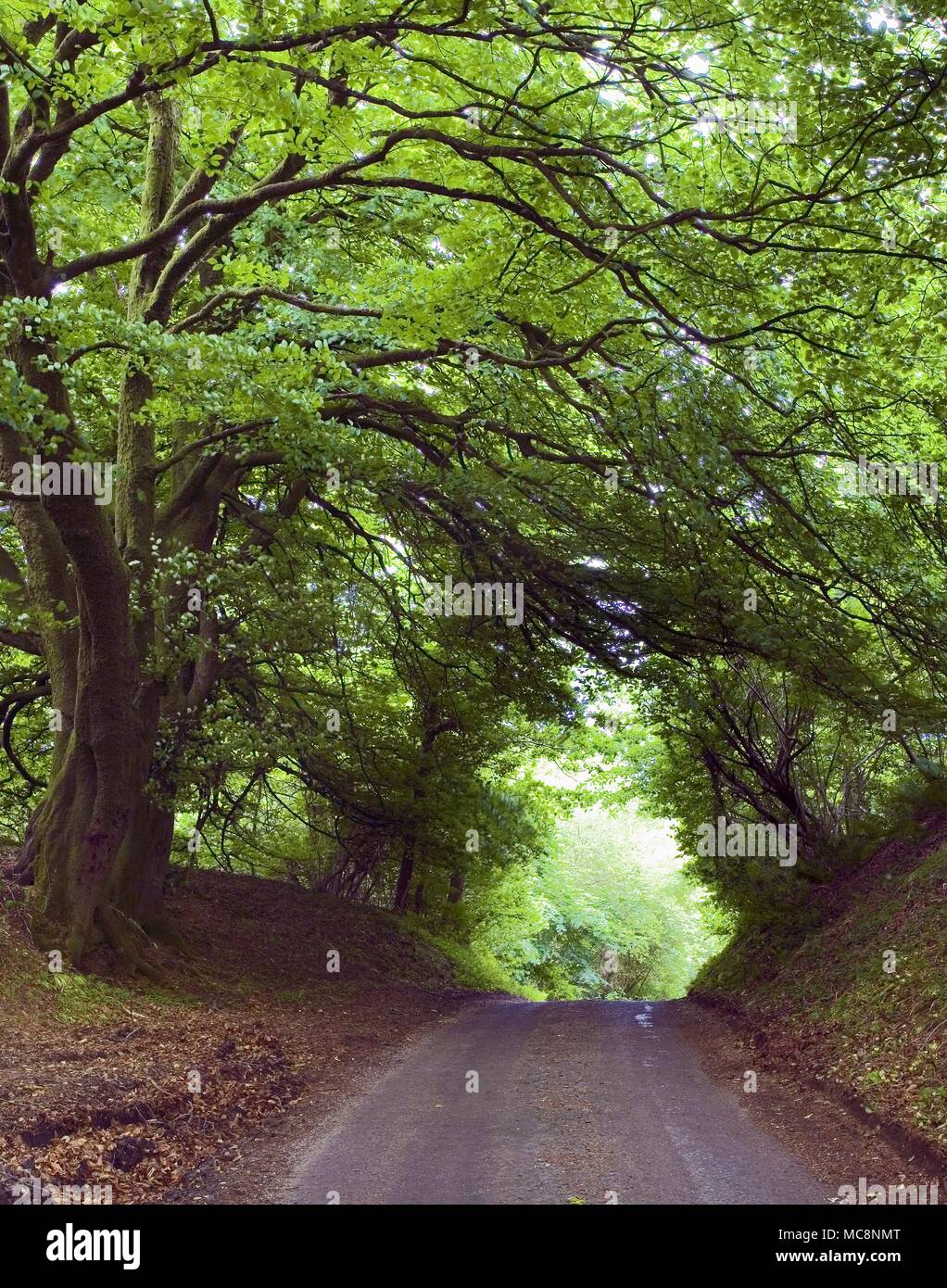 Un cadre verdoyant lane en milieu rural Dorset, Angleterre, Royaume-Uni. Banque D'Images