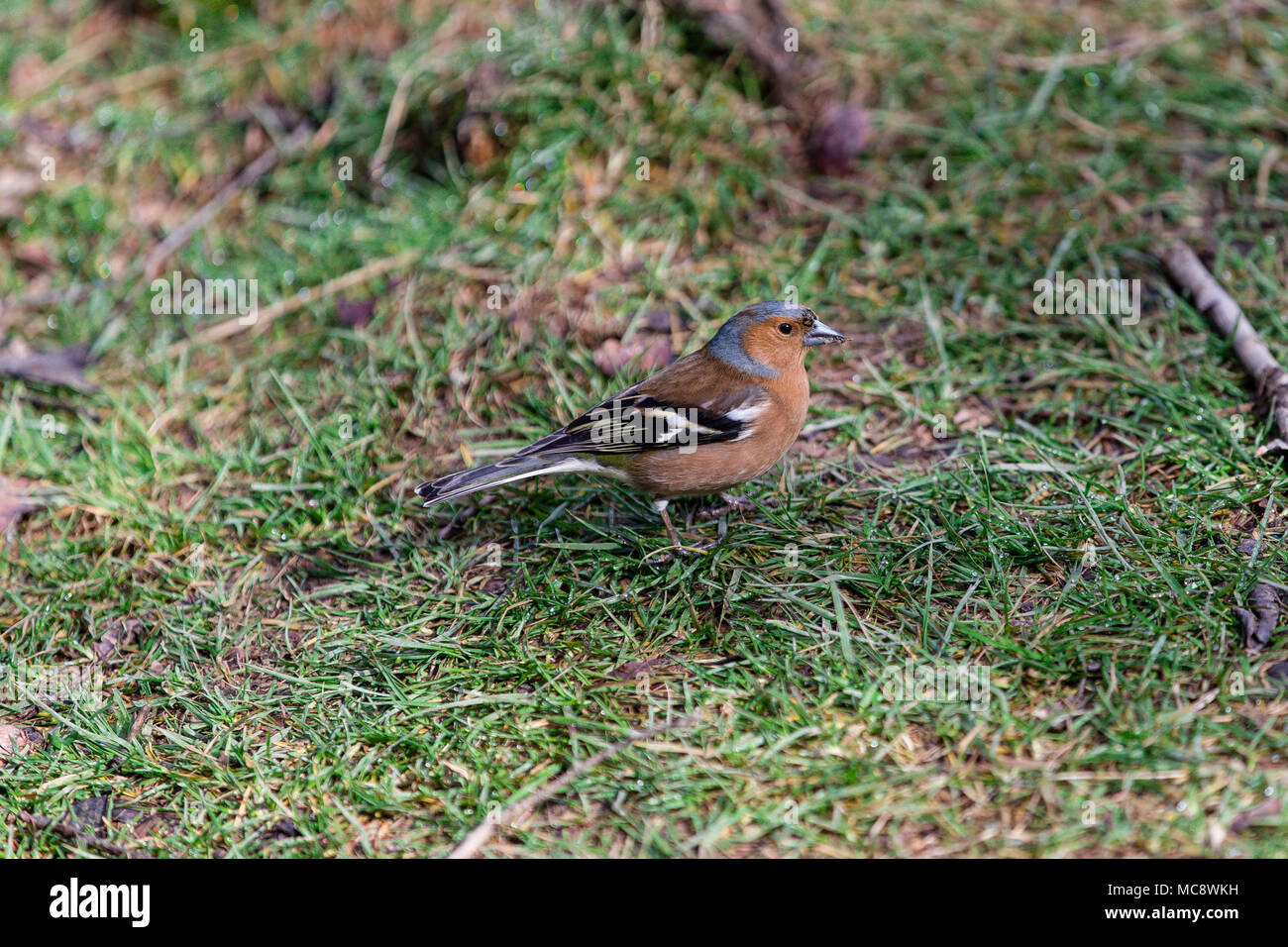 Friendly bird Robin redbreast ou européen robin (Erithacus rubecula aux abords) perching entre herbe dans Glendalough Parc, comté de Wicklow, Irlande Banque D'Images Friendly bird Robin redbreast ou européen robin (Erithacus rubecula aux abords) perching entre herbe dans Glendalough Parc, comté de Wicklow, Irlande Banque D'Images