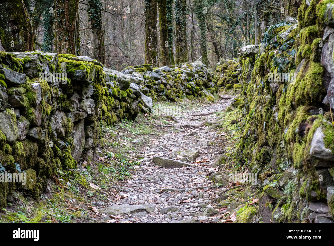 Chemin de randonnée robuste à travers une épaisse forêt couverte de ...