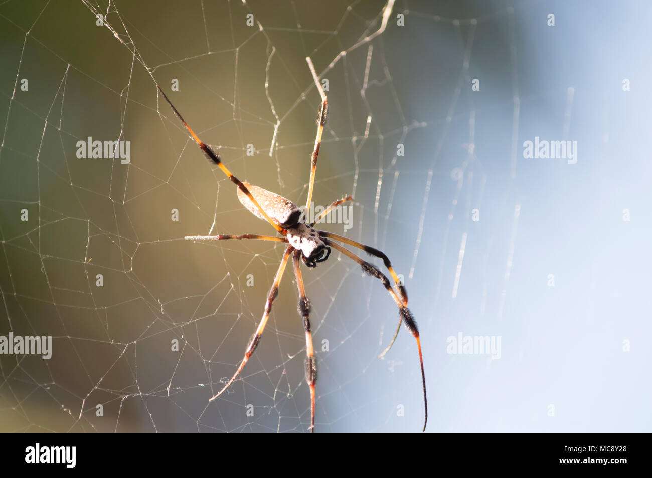 L'énorme araignée sur son web filé Banque D'Images