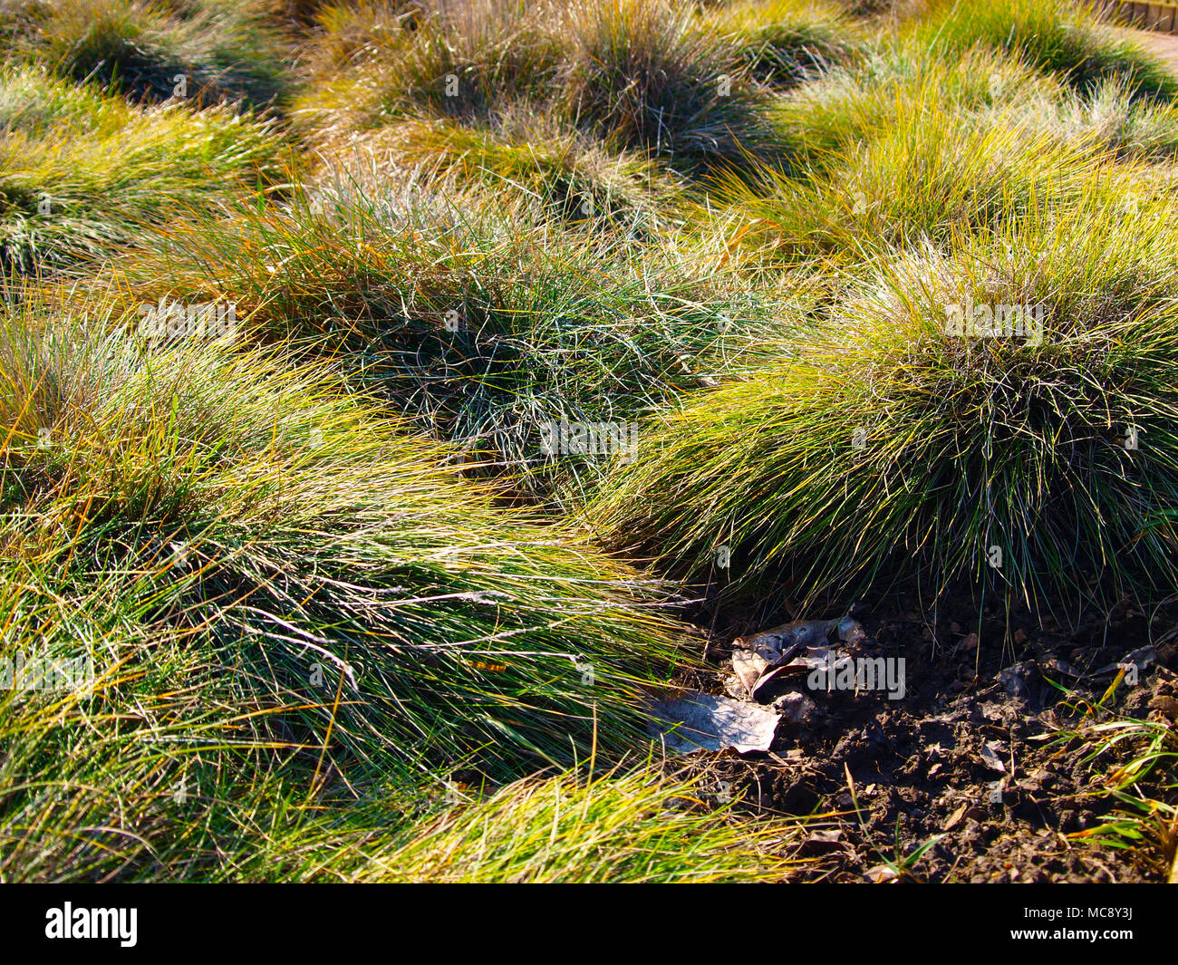 Festuca glauca herbe ornementale en mars. Banque D'Images