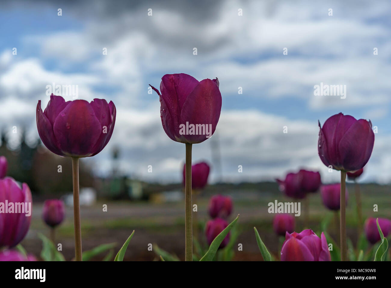 Champs de tulipes d'Amsterdam, l'État de Washington Banque D'Images