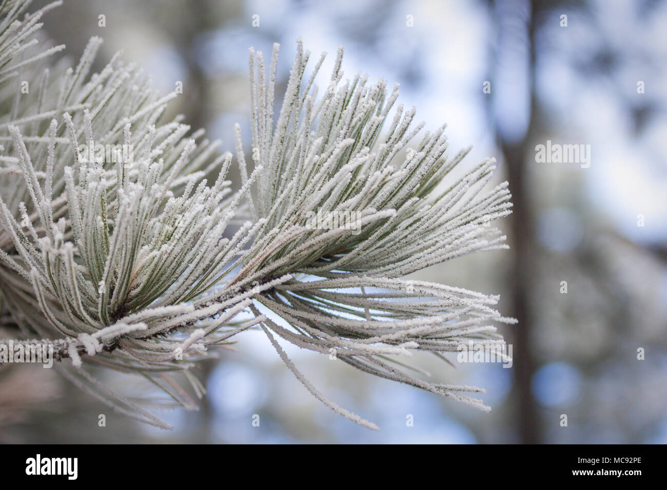 De minuscules cristaux de glace enveloppent les aiguilles de pin dans une scène d'hiver étonnant au Colorado Banque D'Images