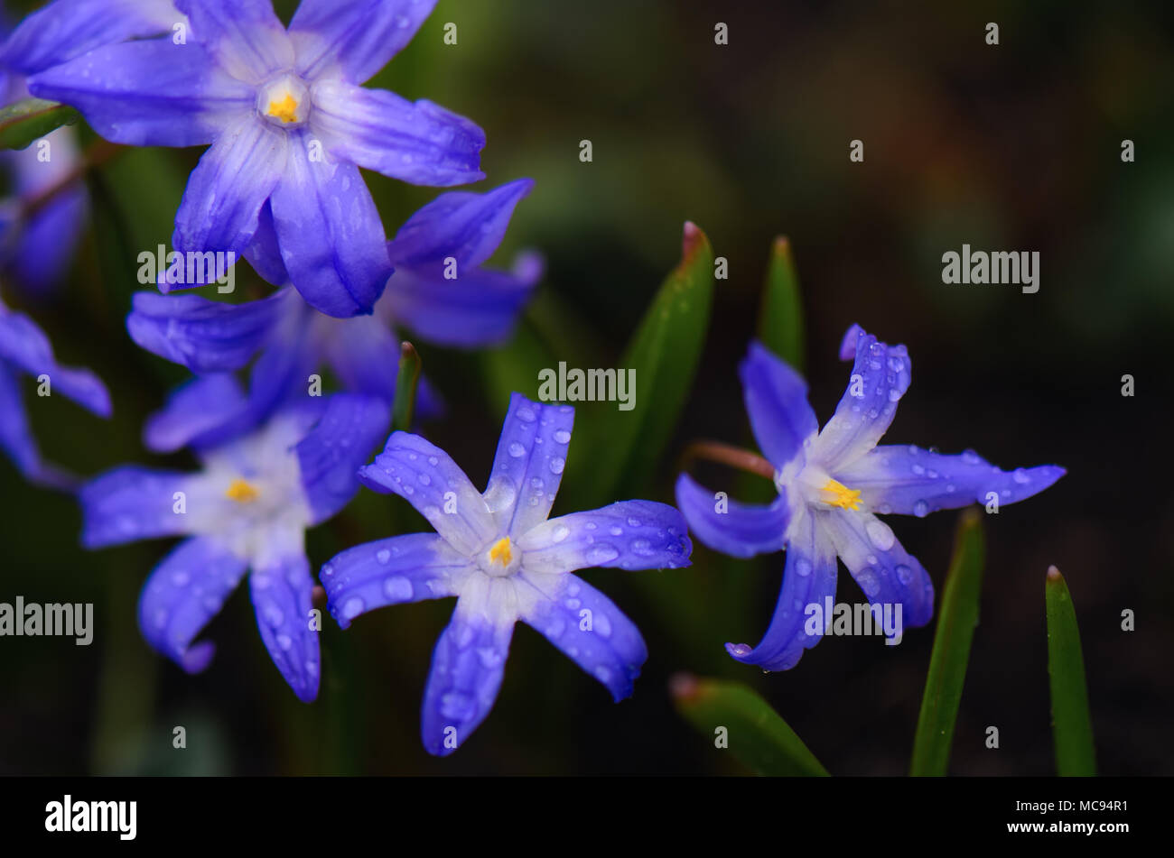 Fleurs violettes et gouttes d'eau Banque D'Images