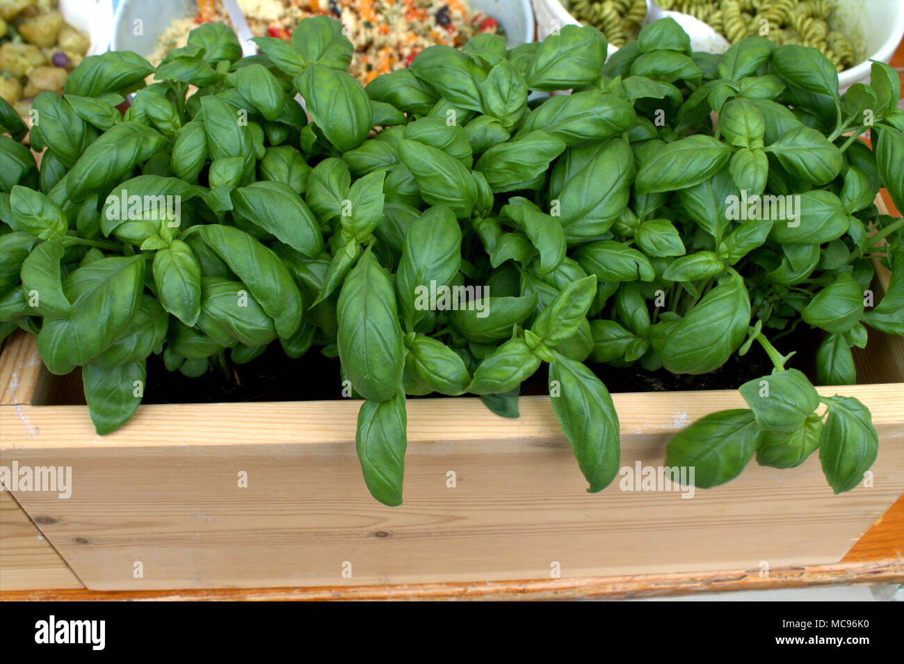 Basilic frais, Saint-Joseph le millepertuis commun, Ocimum basilicum herb croissant dans une boîte d'affichage sur un étal du marché. Le basilic est dans de nombreuses recettes en cuisine et des salades. Banque D'Images