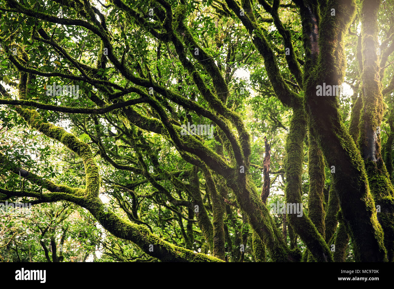 Arbres couverts de mousse dans les forêts d'Anaga, Tenerife Banque D'Images