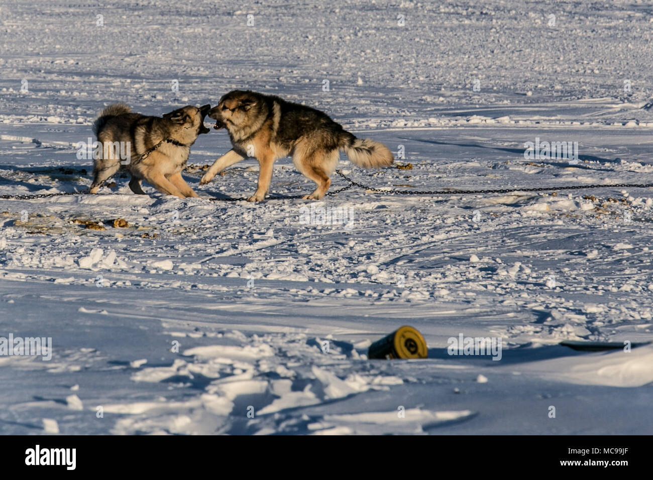 Deux chiens husky enchaînés jouant à l'extérieur dans la neige dans le hameau arctique canadien de Tuktoyaktuk, dans les Territoires du Nord-Ouest. Banque D'Images