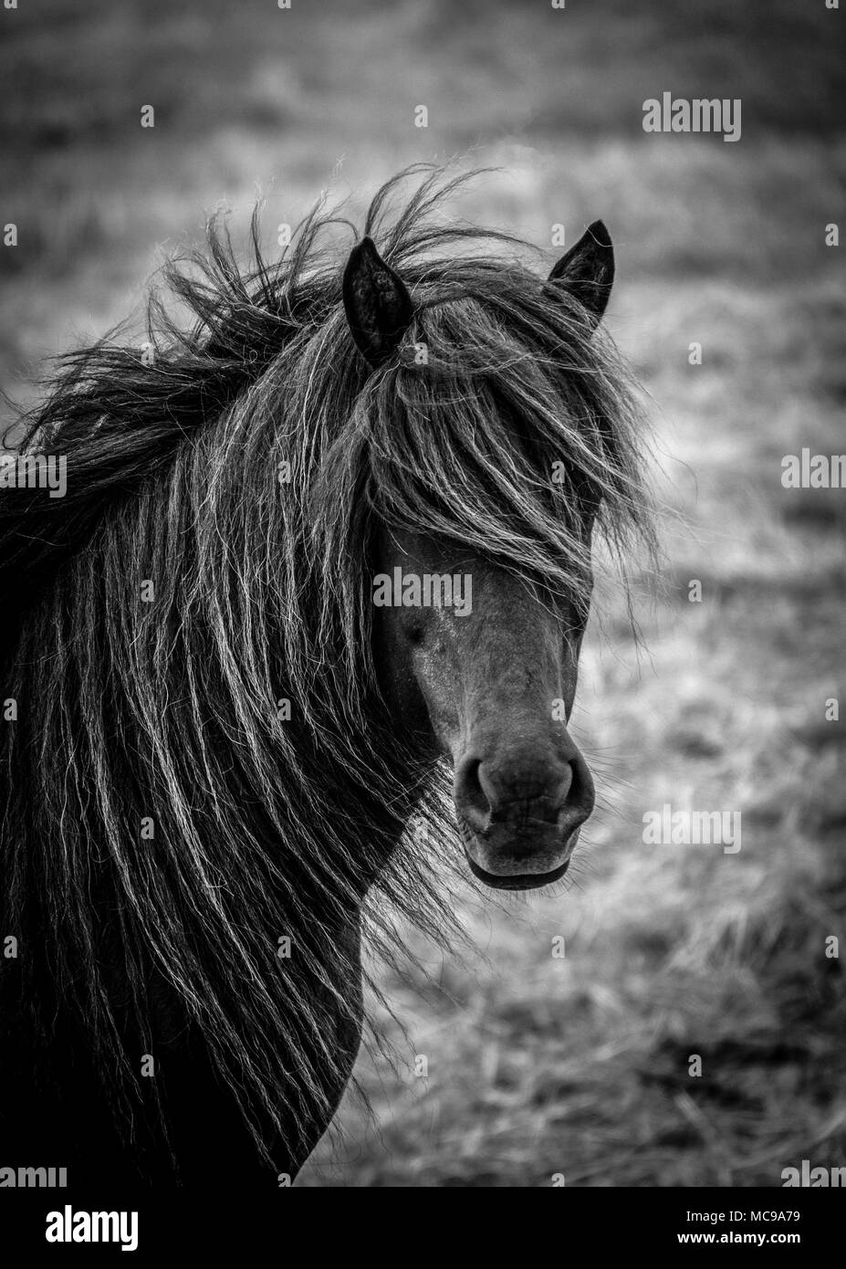Un portrait de l'Icelandic Horse mare en Islande au cours de l'été Banque D'Images