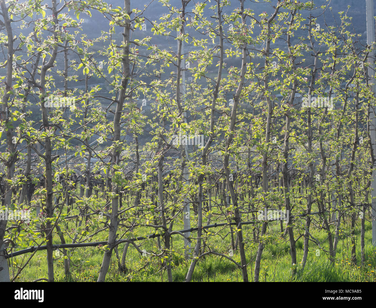 Dans villagarina trentin valley est le printemps et les champs de vignes et les pommiers sont en fleurs et en pleine croissance. Les agriculteurs de travailler leurs jo saisonniers Banque D'Images