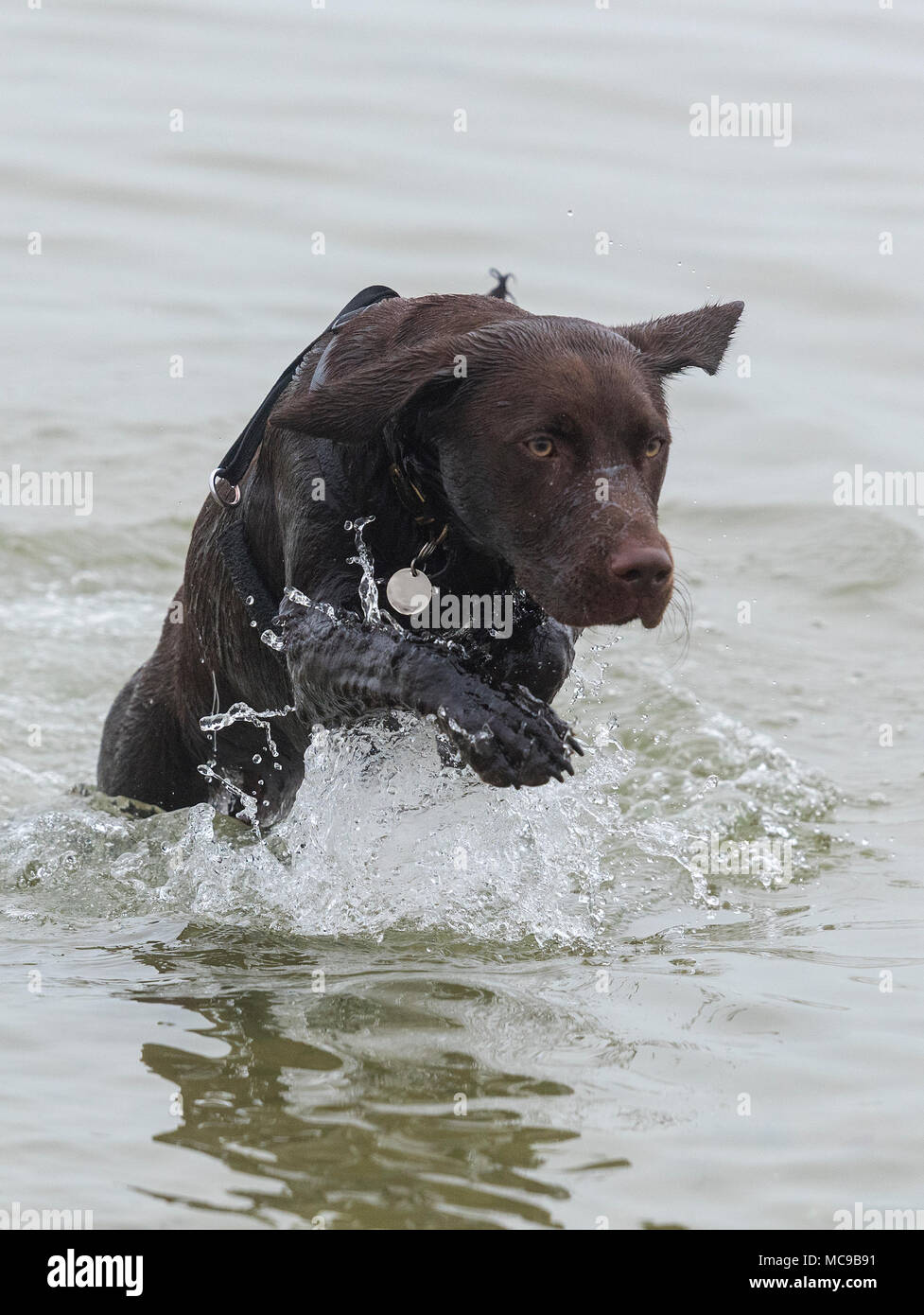 Un Labrador Et Springer Spaniel Chien De Race Croisée