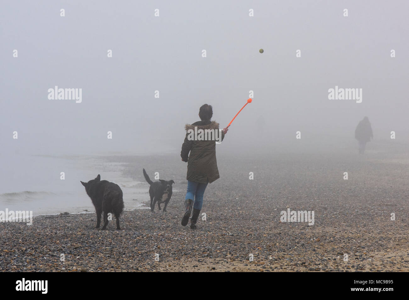 Une femme OU dame marcher deux chiens sur une plage dans le brouillard ou brume terne sur un matin de printemps. Lançant une boule d'un animal de doh sur la plage par mauvais temps. Banque D'Images