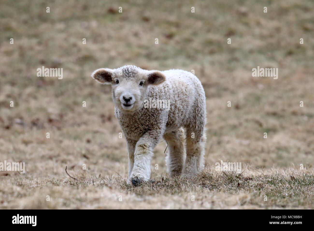 Un agneau laineux blanc marcher dans un champ au printemps Banque D'Images