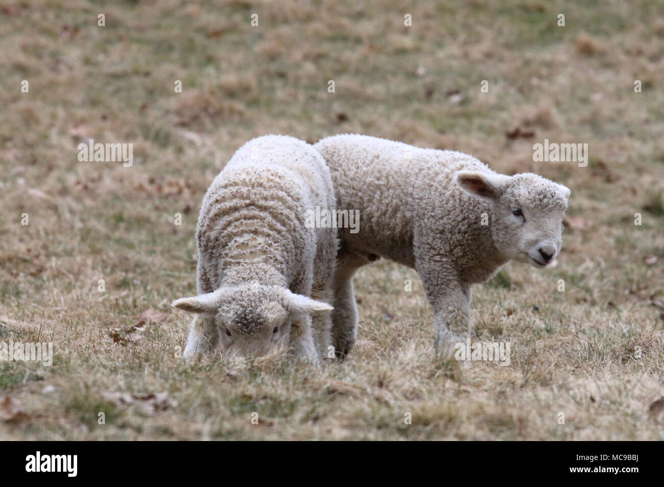 Une paire de lits jumeaux agneaux laineux blanc paître dans un champ sur une ferme au printemps Banque D'Images