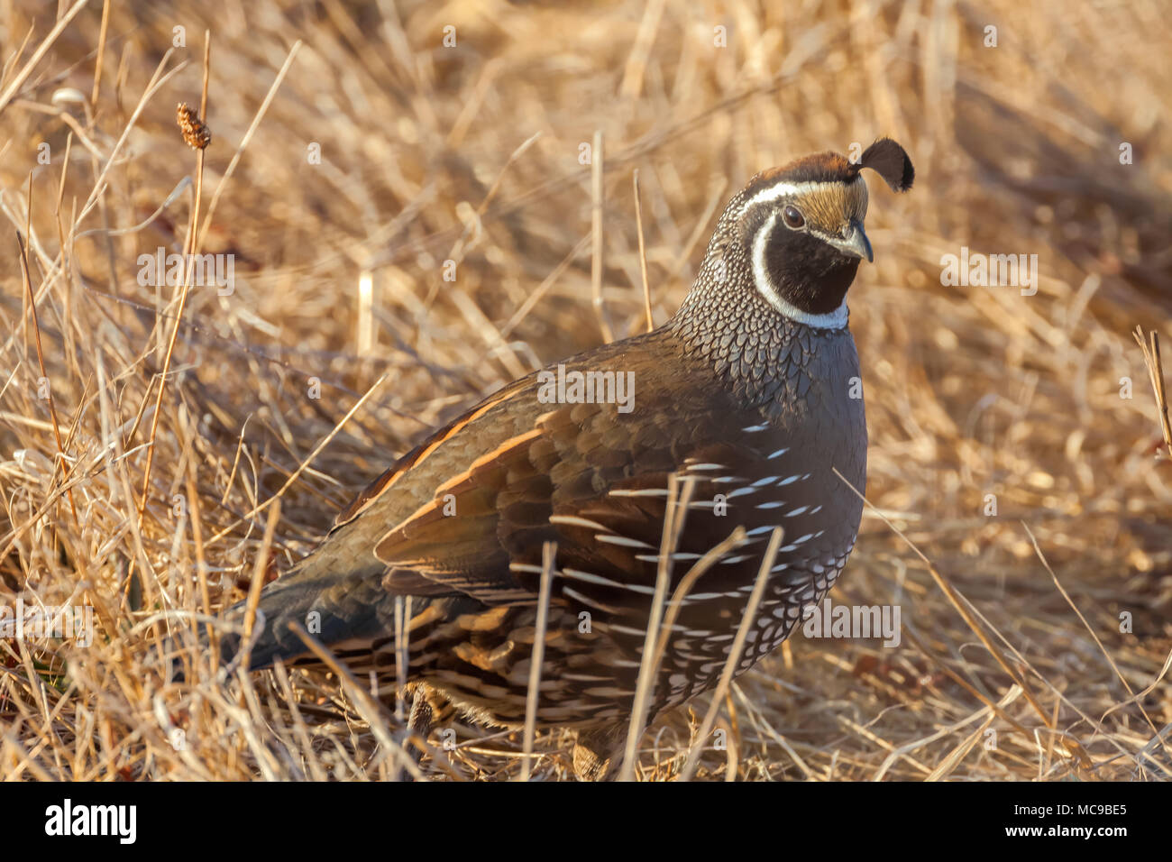 Colin de Californie (Callipepla californica), Point Reyes National Seashore, California, United States. Banque D'Images