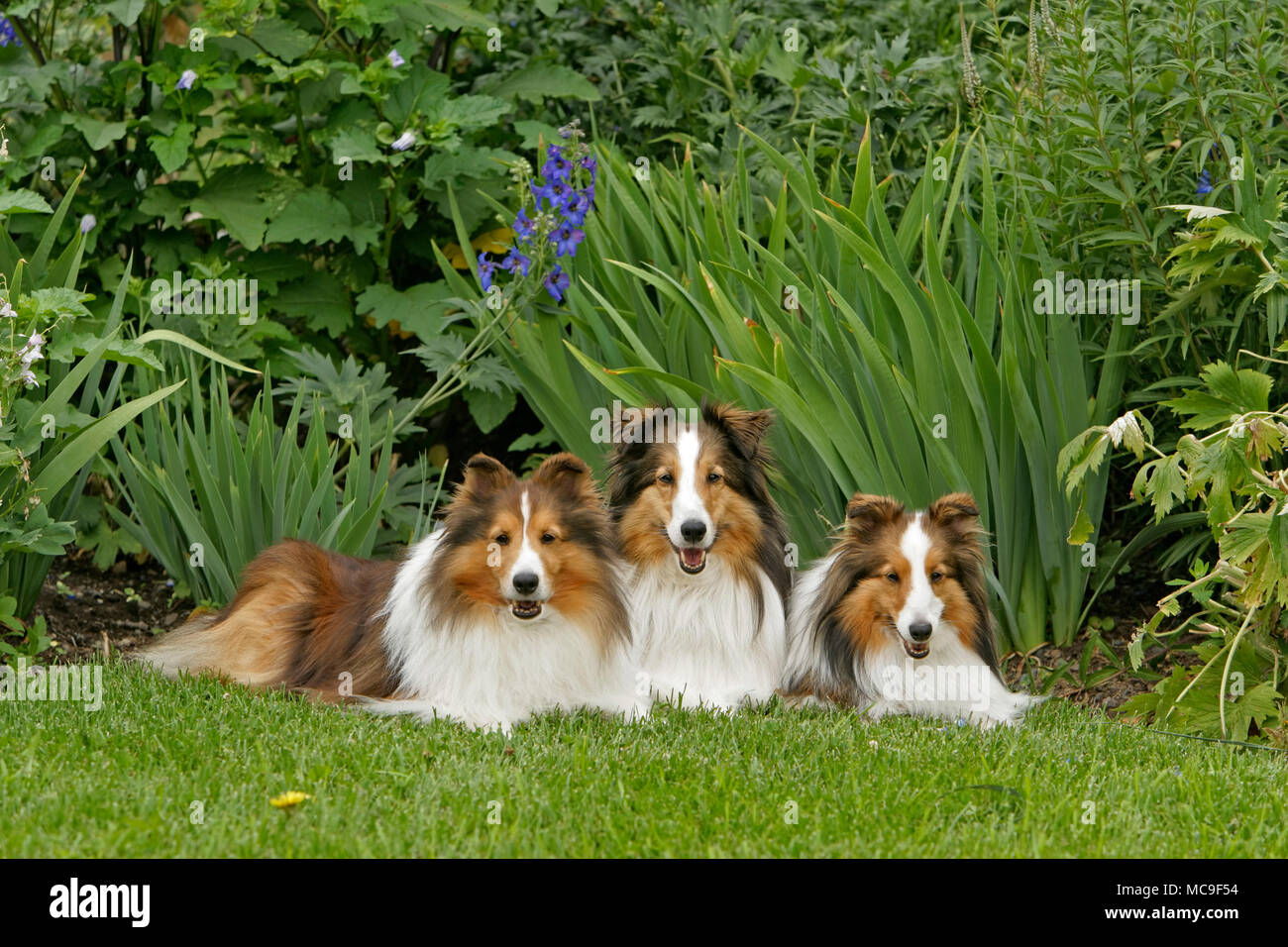 Shetland Sheepdog trois ensemble dans jardin Banque D'Images