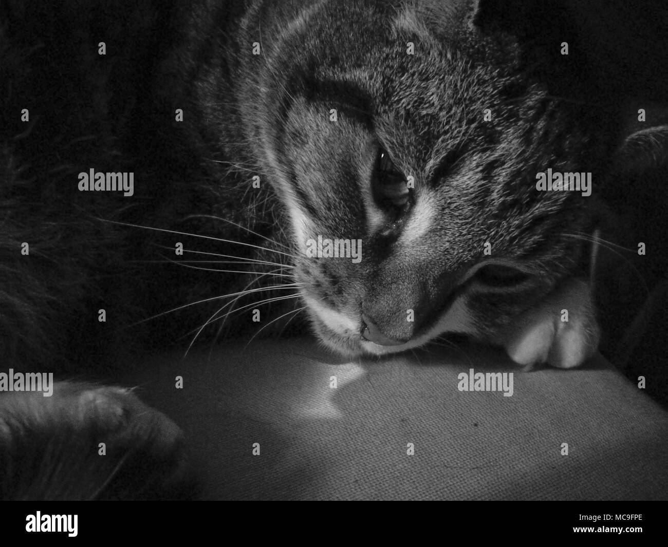 Cute cat mystérieux calme est triste Banque D'Images