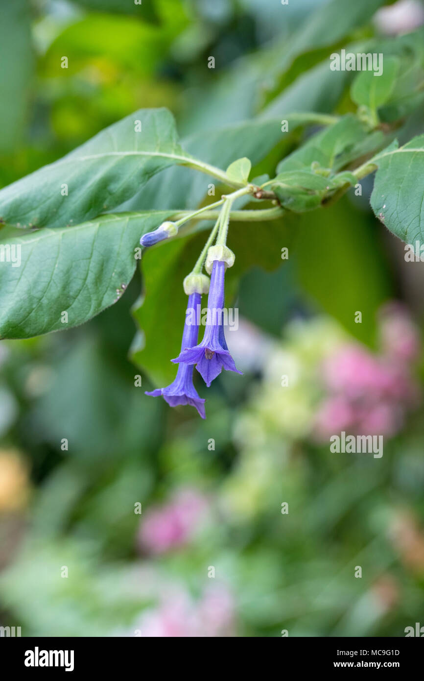 Iochroma grandiflorum fleurs Banque D'Images