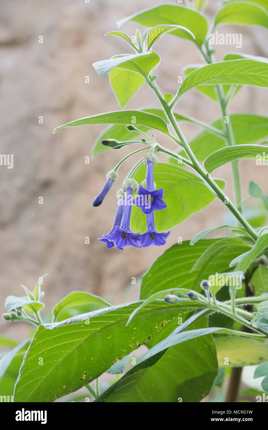 Iochroma grandiflorum fleurs Banque D'Images