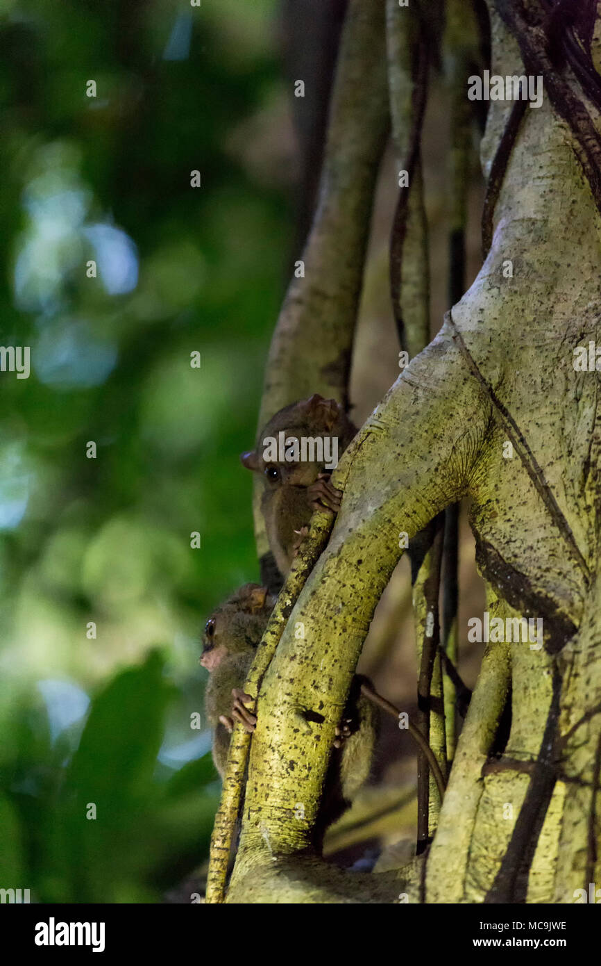 Deux tarsius sur un arbre dans le parc national de Tangkoko, Sulawesi, Indonésie Banque D'Images