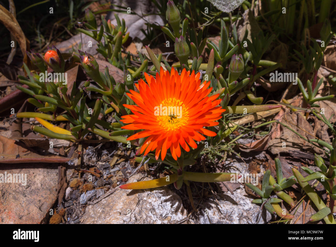 Lampranthus aurantiacus, Orange Fleur Plante succulentes glaces, Banque D'Images