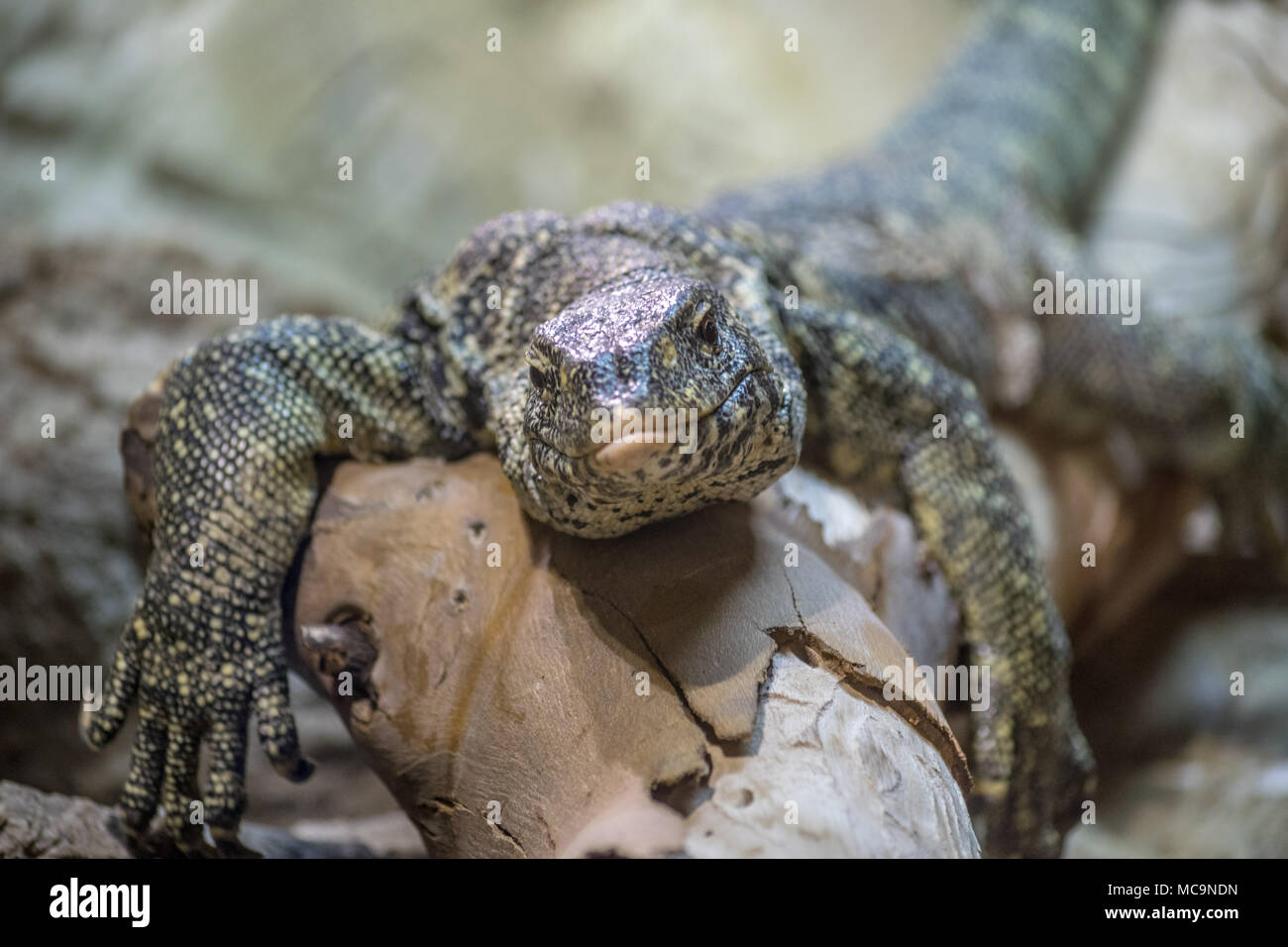 Un lézard se détendre dans un journal avec un sourire sur son visage Banque D'Images