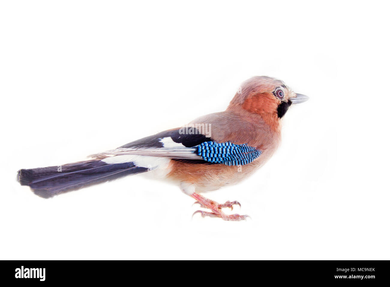 Jay Commun Garrulus Glandarius Oiseau Sur Fond Blanc